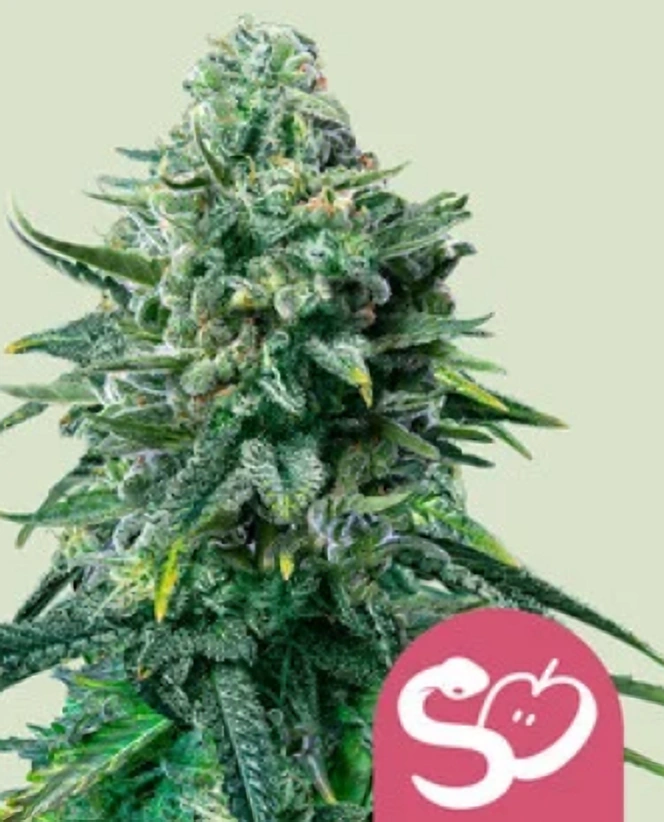Royal Queen Seeds Σπόροι κάνναβης Απαγορευμένος καρπός Θηλυκοποιημένος