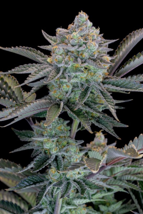 Fast Buds Sjemenke kanabisa Gorilla Cookies FF