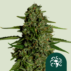 Royal Queen Seeds Насіння конопель Медуза F1 Авто