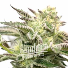 Blimburn Seeds Hanfsamen Gorilla Sherbet Feminisiert