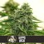 Blimburn Seeds Semena konoplje Hippo High Feminized