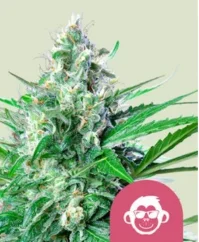 Royal Queen Seeds Cannabis Seeds Grape Ape Feminized