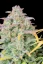 Fast Buds Cannabis Seeds Trainwreck Auto