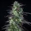 Royal Queen Seeds Seminte de canabis Skunk XL feminizate