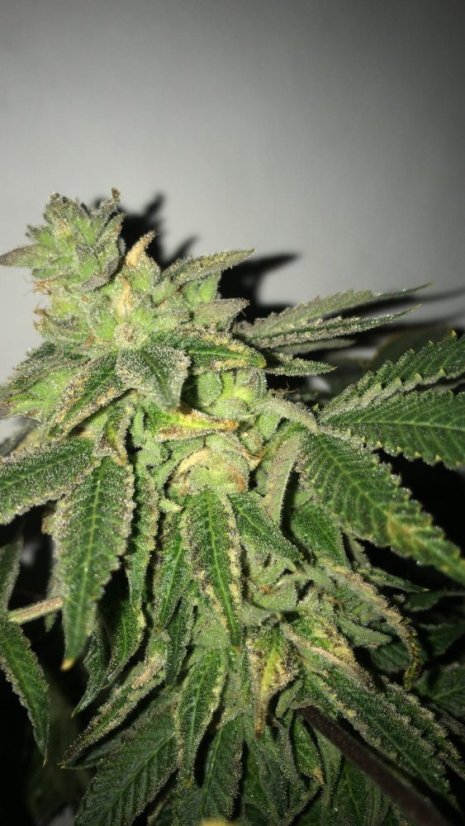 T.H.Seeds™ Seminte de canabis Shiloh Z, pachet 5+1, feminizate