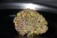 Fast Buds Cannabis Seeds Smoothie Auto