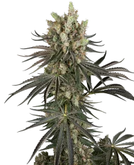 Sensi Seeds Cannabis Seeds Slam Dank Feminizate