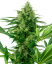 Sensi Seeds Seminte de canabis Banana Frosting Feminizate, 3-10 buc