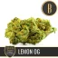 Blimburn Seeds Cannabis Seeds Lemon OG Nikki Swami feminized