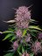 Fast Buds Sjemenke kanabisa Purple Lemonade Auto