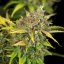 Royal Queen Seeds Seminte de canabis Sweet ZZ Auto