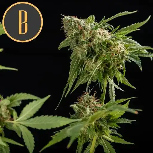 Blimburn Seeds Hanfsamen Mamba Negra Feminisiert