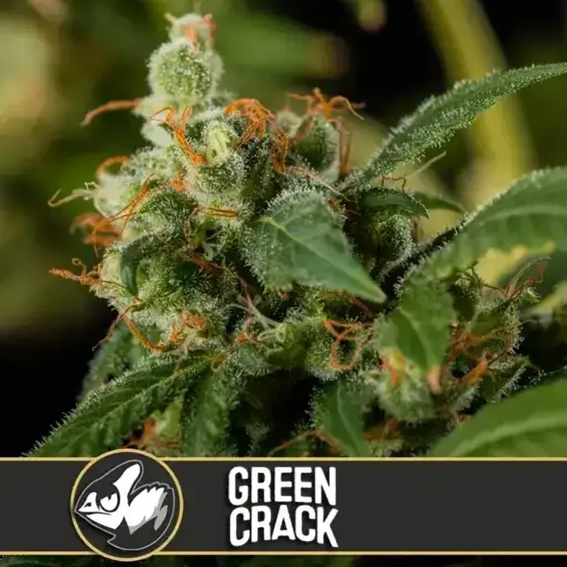 Blimburn Seeds Cannabis Seeds Green Crack Nőiesített