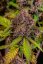 Fast Buds Cannabis Seeds Lemon Cherry Cookies Auto