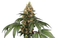 Sensi Seeds Semințe de canabis Chocolate Rainbow XXL® feminizate, 3-10 buc.