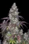 Fast Buds Sjemenke konoplje Lemon Pie Auto
