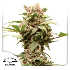 Dutch Passion Graines de cannabis Auto CBG-Force® Autofloraison