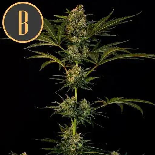 Blimburn Seeds Cannabisfrön Guanabana feminiserade
