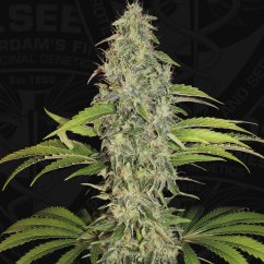 T.H.Seeds™ Cannabis Seeds SAGE™ CBD, 5+1 pakkaus, feminisoitu