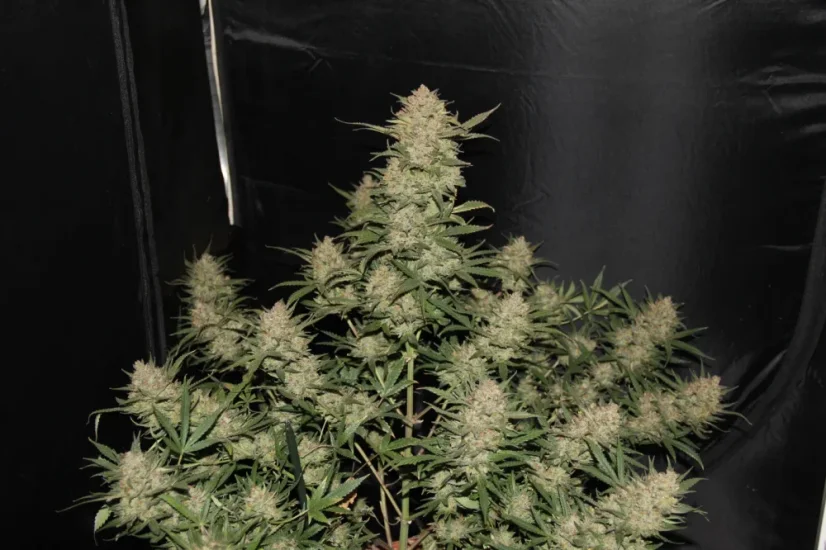 Fast Buds sjemenke konoplje OG Kush Auto