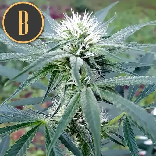 Blimburn Seeds Hanfsamen Zombie Death Fuck Feminisiert