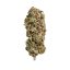 Royal Queen Seeds Semințe de canabis AMG feminizate