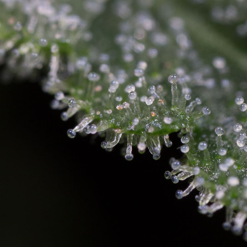 Silent Seeds Seminte de Canabis Lemon Tree Fast By Lemon Tree Feminizate