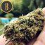 Blimburn Seeds Cannabiszaden Santa Muerte Gefeminiseerd