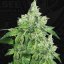 T.H.Seeds™ Seminte de canabis Citron Givré, pachet special 6+1, feminizate