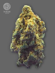 The Bulldog Seeds TB Kush Feminized, 3 a 5 ks
