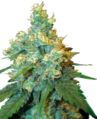 Sensi Seeds Konopljina semena Jack Herer® Feminized, 3-10 kos