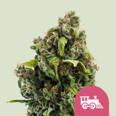 Royal Queen Seeds Semi di cannabis Candy Kush Express - Femminizzati veloci