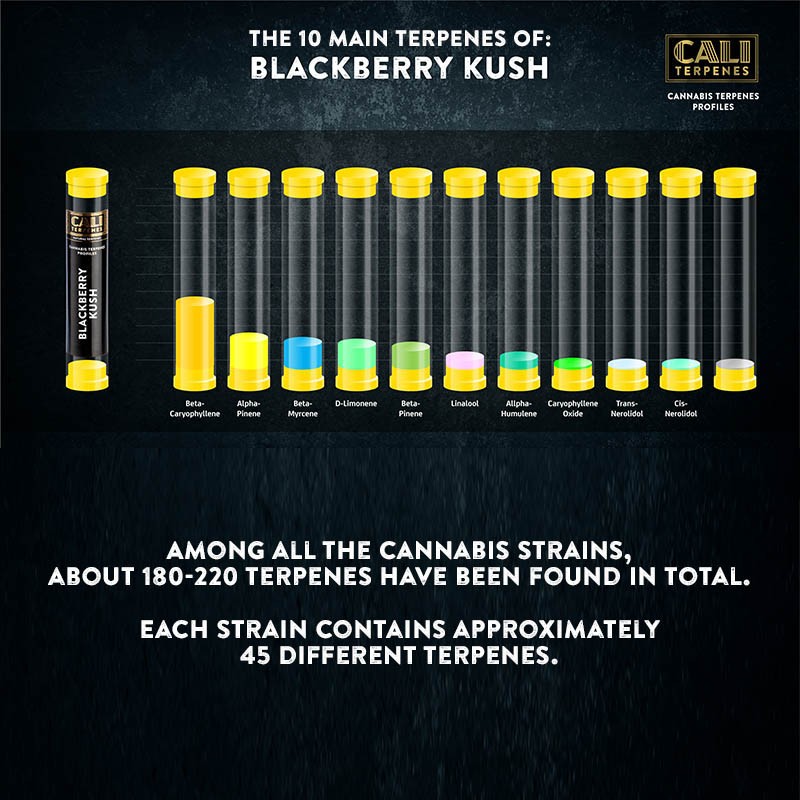 Cali Terpenes - KUŠ OD KUPINE, 1 - 1000 ml