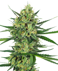Sensi Seeds Semințe de canabis Tangerine Sugar® feminizate, 3-10 buc.