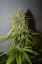 Fast Buds Sjemenke konoplje Grejp Auto