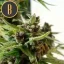 Blimburn Seeds Semená kanabisu Mamba Negra CBD Auto