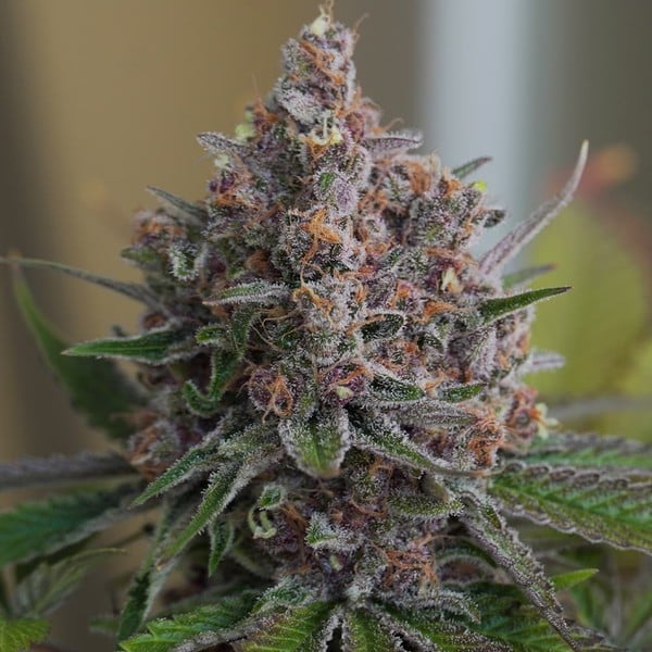 Royal Queen Seeds Seminte de canabis Purple Queen feminizate