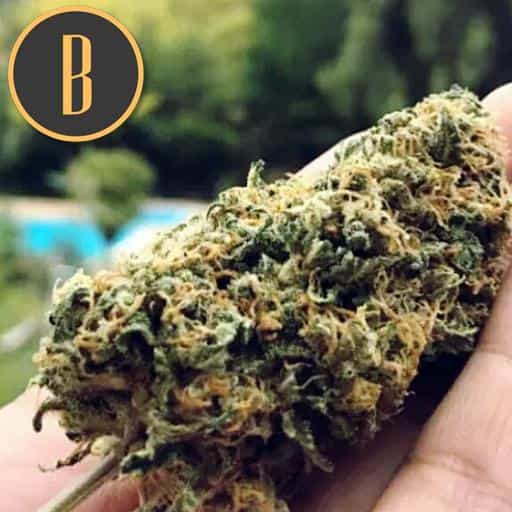 Blimburn Seeds Cannabiszaden Santa Muerte Gefeminiseerd