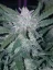 Fast Buds Cannabis Seeds Mexican Airlines Auto