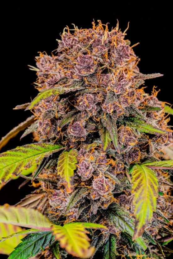 Fast Buds Cannabis Seeds Lemon Cherry Cookies Auto