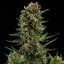 Royal Queen Seeds Seminte de canabis White Widow Auto