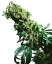 Sensi Seeds Semințe de canabis Northern Lights #5 X Haze® feminizate, 3-10 buc.