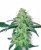 Sensi Seeds Graines de cannabis White Skunk Regular de White Label, 10 pcs