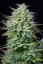 Fast Buds Sjemenke konoplje Košer kolač Auto