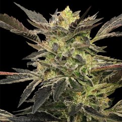 Silent Seeds Seminte de canabis Pink Sunset Auto By Sherbinskis