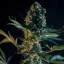 Royal Queen Seeds Seminte de canabis Royal Gorilla feminizate