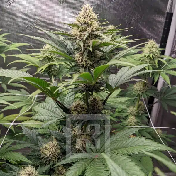 Blimburn Seeds Cannabiszaden Blue Dream Gefeminiseerd