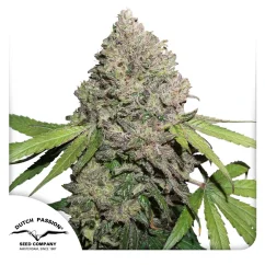 Dutch Passion Graines de cannabis CBD Charlotte's Angel ® Féminisées