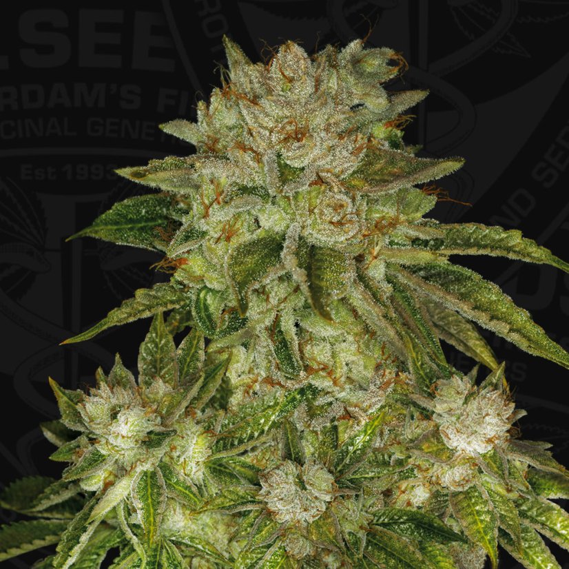 T.H.Seeds™ Semințe de canabis MK-Ultra™, pachet 5+1, obișnuite