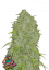 Fast Buds Насіння канабісу Jack Herer Auto